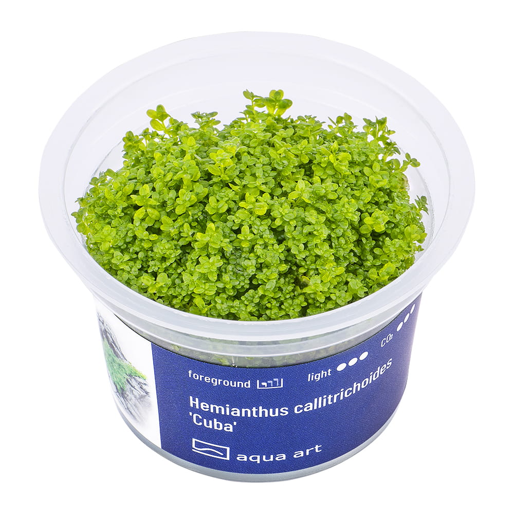 4600 Hemianthus callitrichoides 'Cuba' - top.jpg